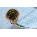 Belted Beauty Lycia zonaria a large egg batch